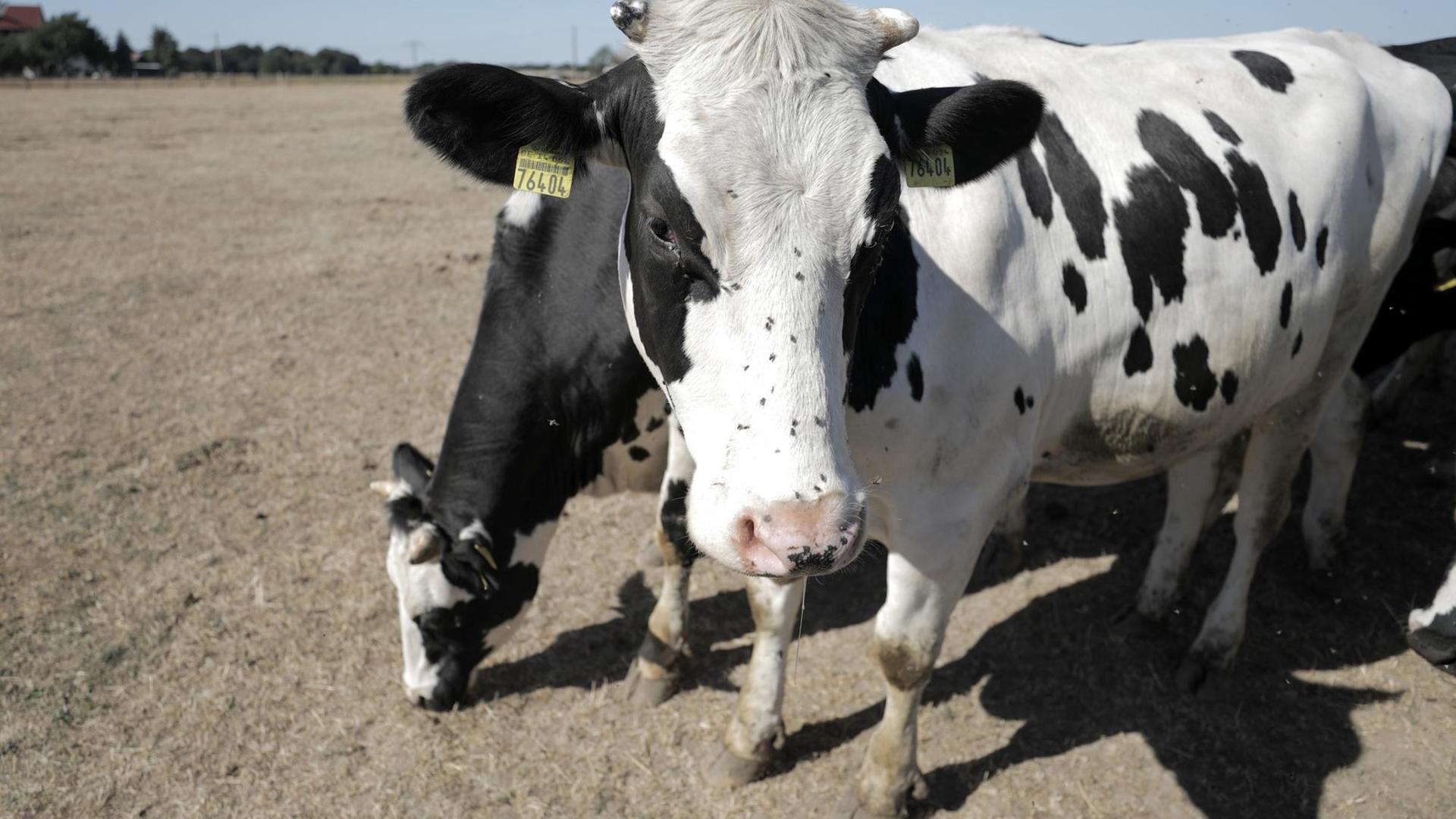 06.08.2018 Sachsen, Ballendorf: Kühe stehen auf einer trockenen Weide. Die anhaltende Trockenheit macht vor allem Bauern im Norden und Osten zu schaffen. Durch fehlende Heuernten verfüttern die Landwirte zum Teil jetzt schon das für den Winter gedachte Futter. Foto: Jan Woitas/dpa-Zentralbild/ZB | Verwendung weltweit 06.08.2018 Sachsen, Ballendorf: Kühe stehen auf einer trockenen Weide. Die anhaltende Trockenheit macht vor allem Bauern im Norden und Osten zu schaffen. Durch fehlende Heuernten verfüttern die Landwirte zum Teil jetzt schon das für den Winter gedachte Futter. Foto: Jan Woitas/dpa-Zentralbild/ZB | Verwendung weltweit