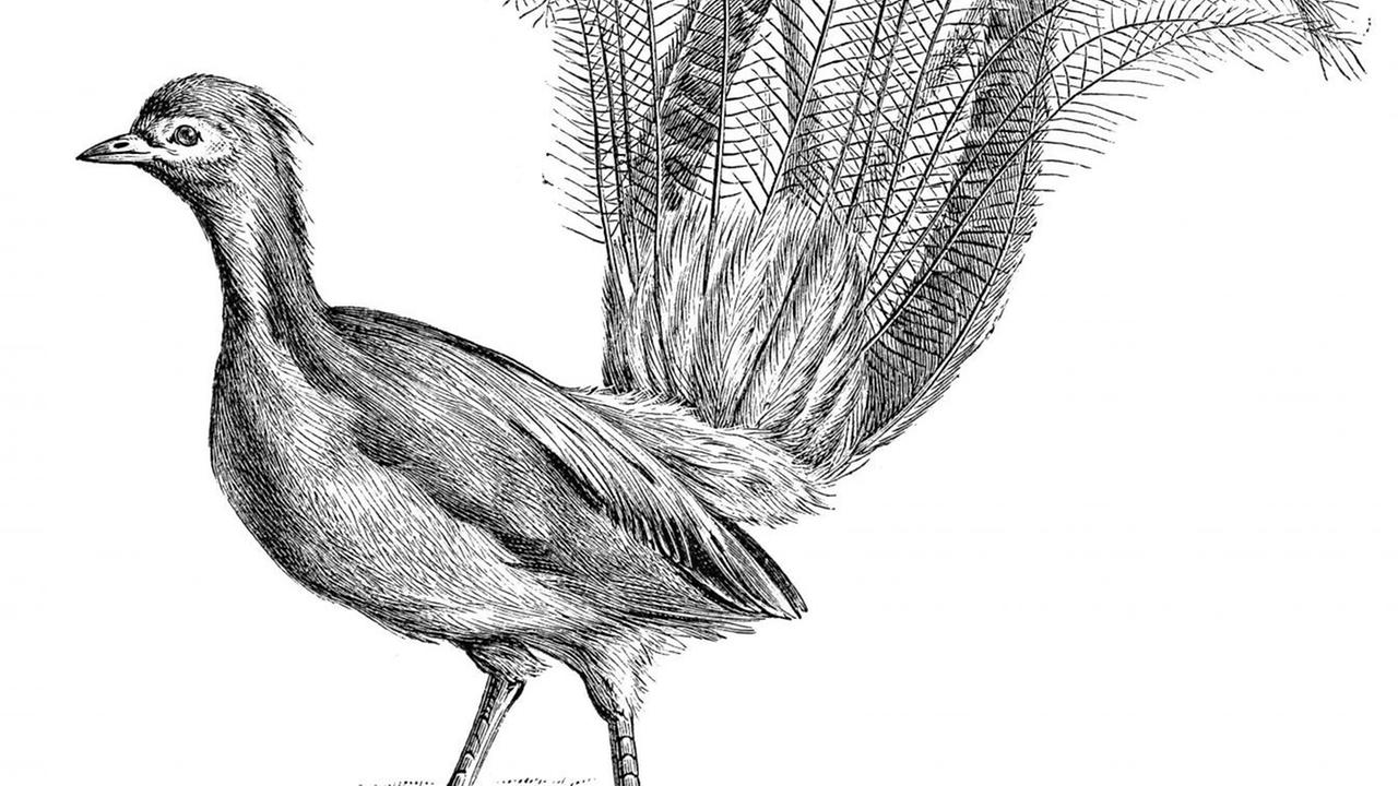 Illustration eines Vogels - Leierschwanz Illustration eines Vogels - Leierschwanz