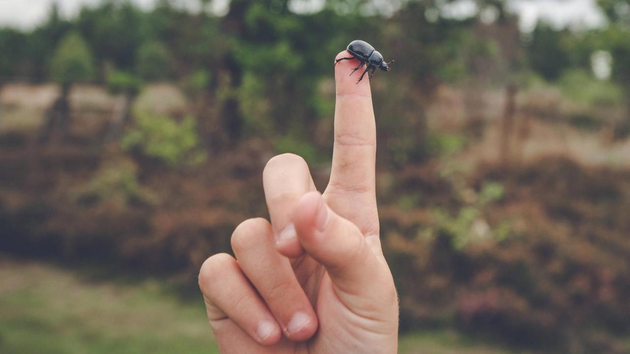 Eine schwarze Schabe auf der Spitze eines ausgestreckten Fingers. Eine schwarze Schabe auf der Spitze eines ausgestreckten Fingers.