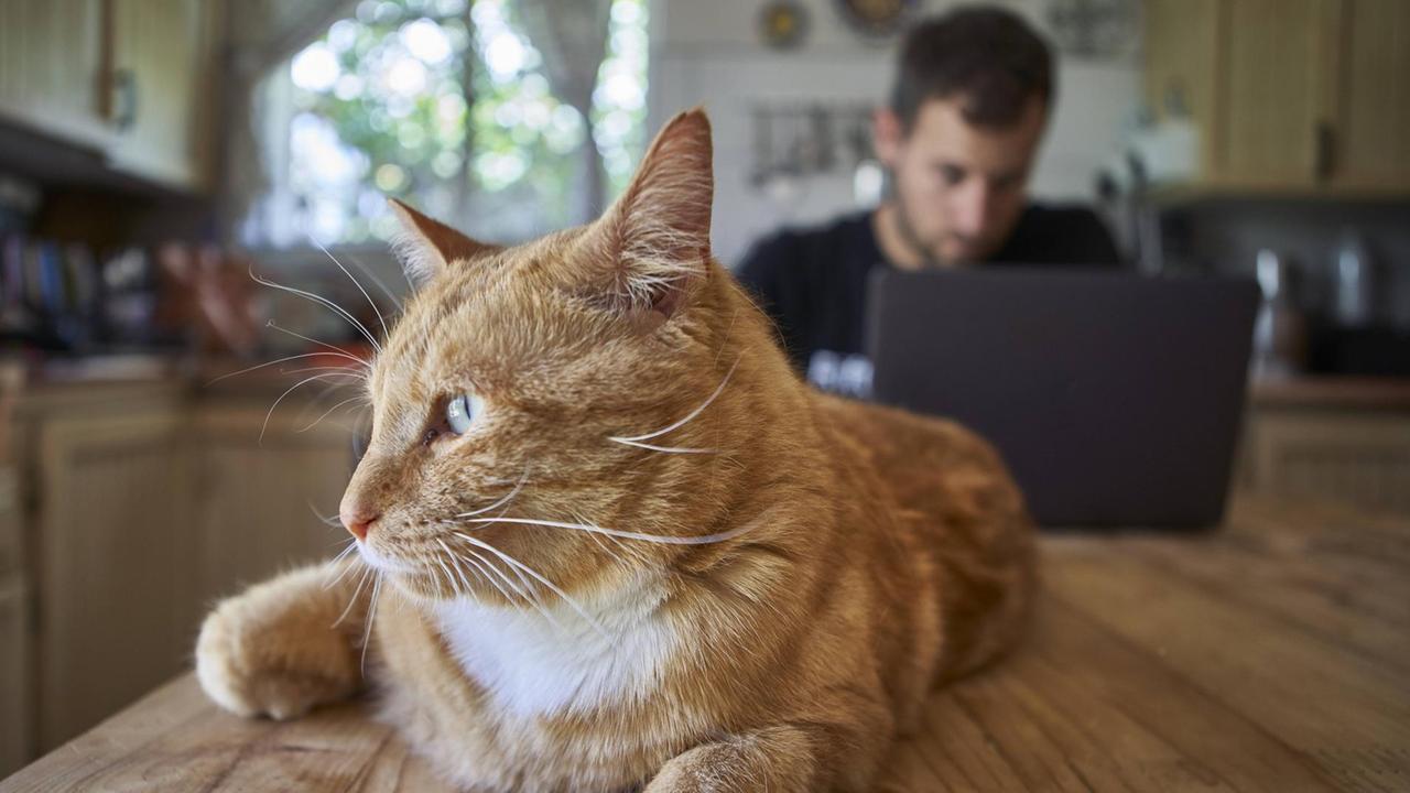 Eine Katze liegt auf dem Küchentisch während ein Mann im Hintergrund an demselben Tisch an seinem Computer arbeitet. Eine Katze liegt auf dem Küchentisch während ein Mann im Hintergrund an demselben Tisch an seinem Computer arbeitet.
