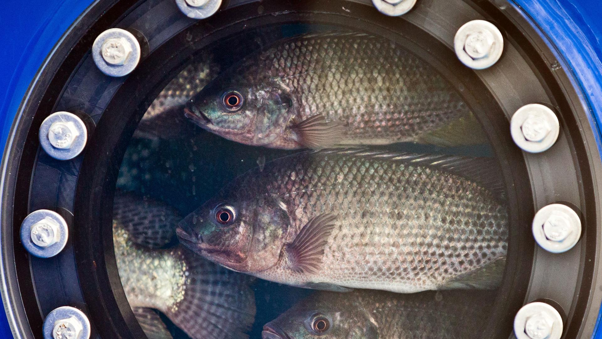 Fische in einem Bassin eines Berliner Forschungsprojekts zur Aquakultur
