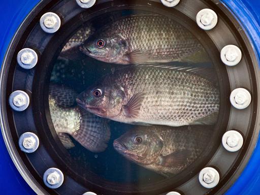 Fische in einem Bassin eines Berliner Forschungsprojekts zur Aquakultur