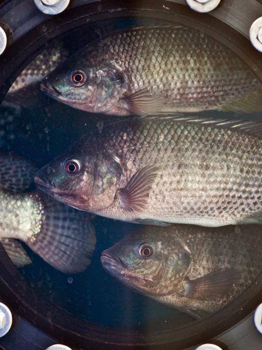 Fische in einem Bassin eines Berliner Forschungsprojekts zur Aquakultur