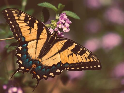 Ein mit Ocker- und Blautönen gesprenkelter Schmetterling.