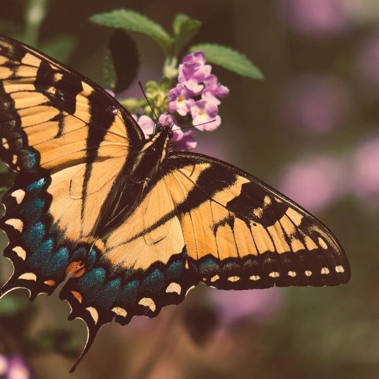 Ein mit Ocker- und Blautönen gesprenkelter Schmetterling.