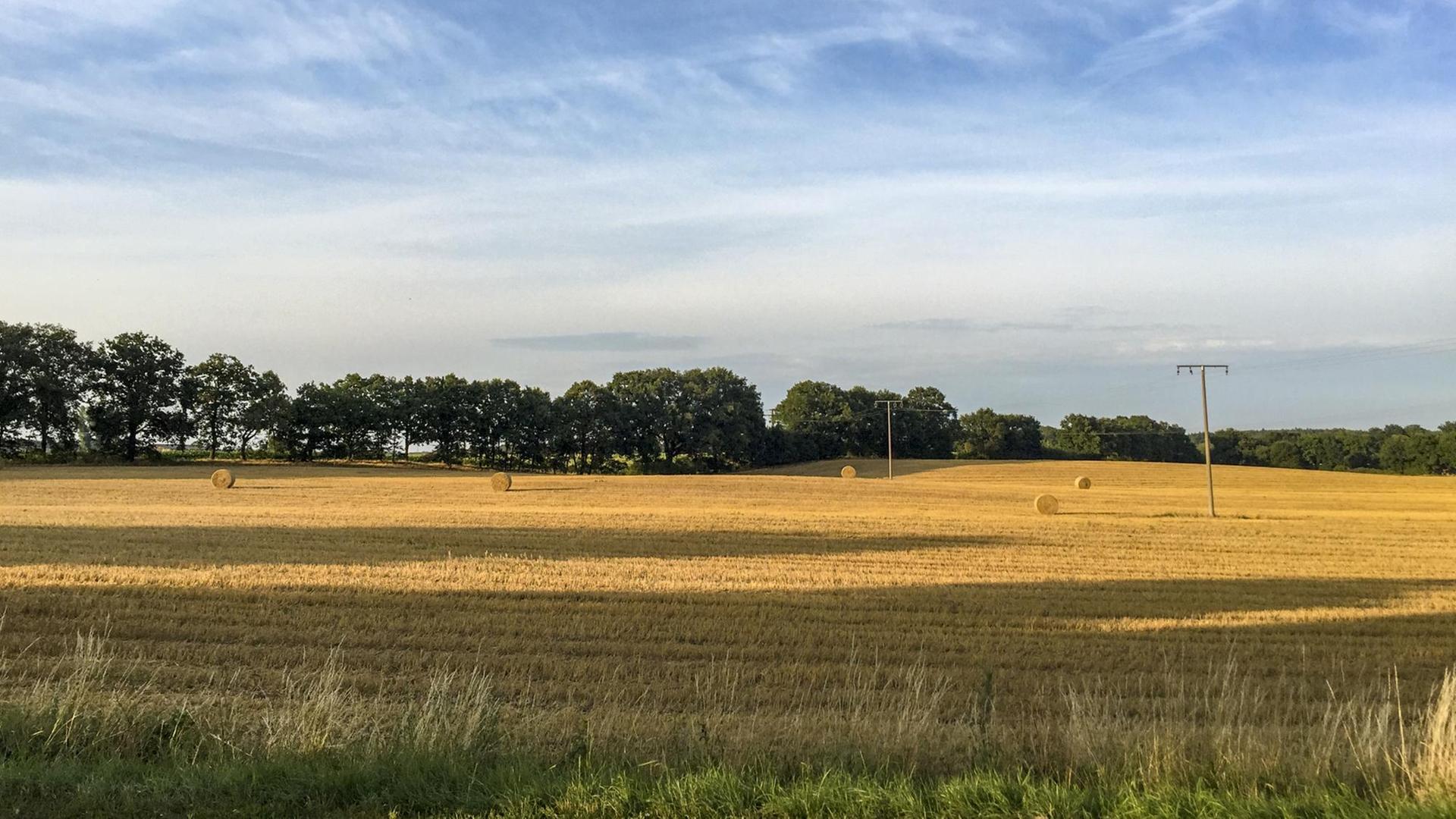 Ein Getreidefeld in Westmecklenburg, im Hintergrund Bäume und blauer Himmel Ein Getreidefeld in Westmecklenburg, im Hintergrund Bäume und blauer Himmel