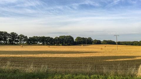 Ein Getreidefeld in Westmecklenburg, im Hintergrund Bäume und blauer Himmel