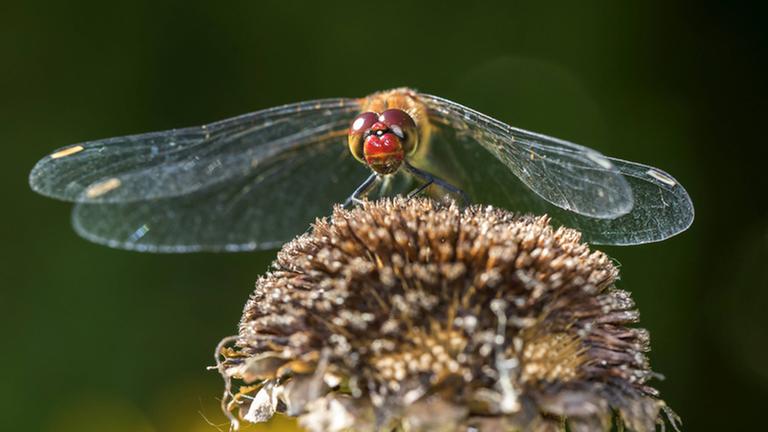Blutrote Heidelibelle (Sympetrum sanguineum), Maennchen sitzt auf einem Fruchtstand, Vorderansicht, Deutschland, Mecklenburg-Vorpommern Ruddy sympetrum, Ruddy darter (Sympetrum sanguineum), male sitting on an infructescence, front view, Germany, Mecklenburg-Western Pomerania BLWS482400 Copyright: xblickwinkel/H.xDutyx Blutrote Heidelibelle (Sympetrum sanguineum), Maennchen sitzt auf einem Fruchtstand, Vorderansicht, Deutschland, Mecklenburg-Vorpommern Ruddy sympetrum, Ruddy darter (Sympetrum sanguineum), male sitting on an infructescence, front view, Germany, Mecklenburg-Western Pomerania BLWS482400 Copyright: xblickwinkel/H.xDutyx