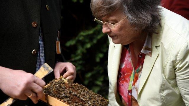 Bärbel Höhn sorgt sich um Insekten-Gesundheit und begutachtet die Tiere. Auch in Europa sind 60 Prozent der Insekten seit den letzten 30 Jahren zurück gegangen. Bärbel Höhn sorgt sich um Insekten-Gesundheit und begutachtet die Tiere. Auch in Europa sind 60 Prozent der Insekten seit den letzten 30 Jahren zurück gegangen.