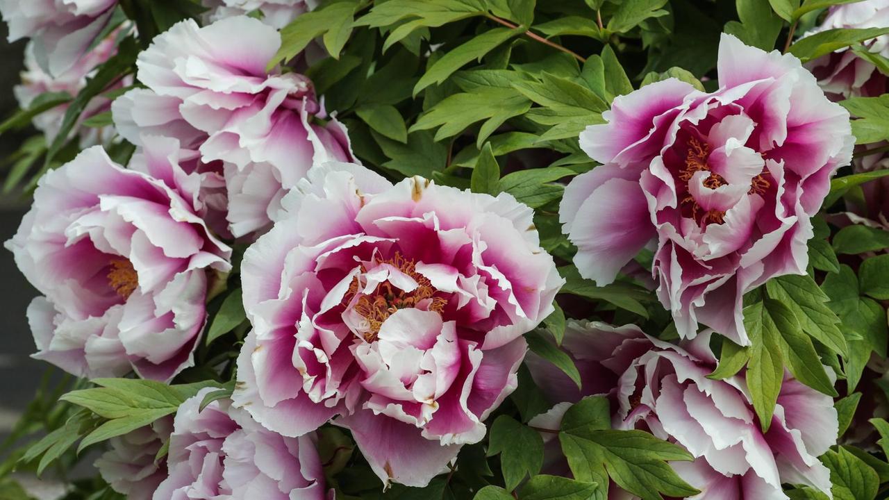Eine Nahaufnahme zeigt blühende, rosa farbige Pfingstrosen. Eine Nahaufnahme zeigt blühende, rosa farbige Pfingstrosen.