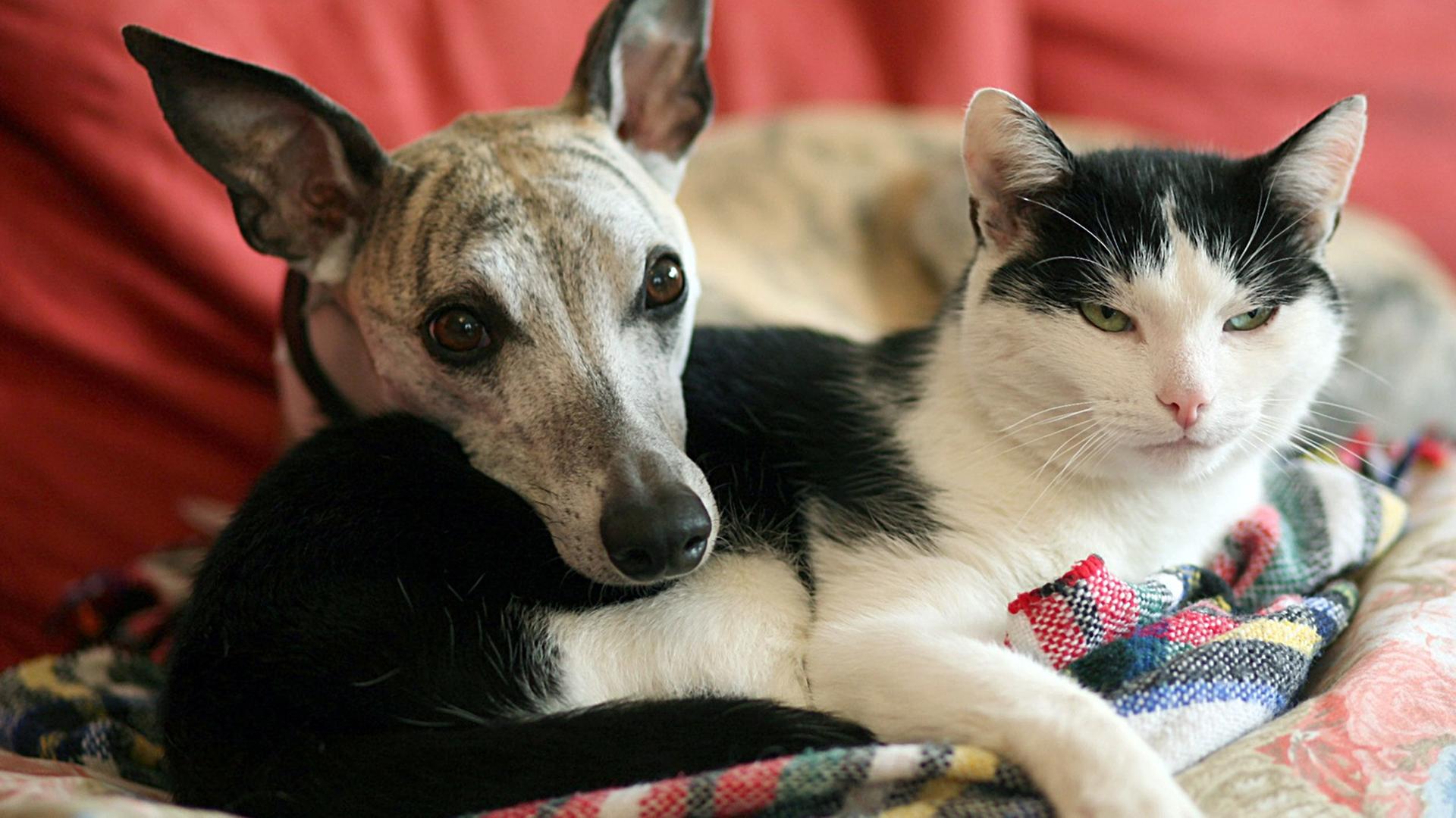 Hund und Katze kuscheln auf dem Sofa. Hund und Katze kuscheln auf dem Sofa.