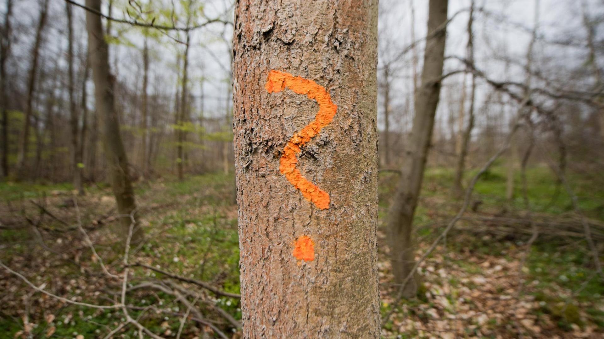 Ein Förster hat am 21.04.2017 eine von einem Pilz befallene Esche in einem Wald bei Sehlde im Landkreis Wolfenbüttel (Niedersachsen) mit einem Fragezeichen markiert. Ein Förster hat am 21.04.2017 eine von einem Pilz befallene Esche in einem Wald bei Sehlde im Landkreis Wolfenbüttel (Niedersachsen) mit einem Fragezeichen markiert.