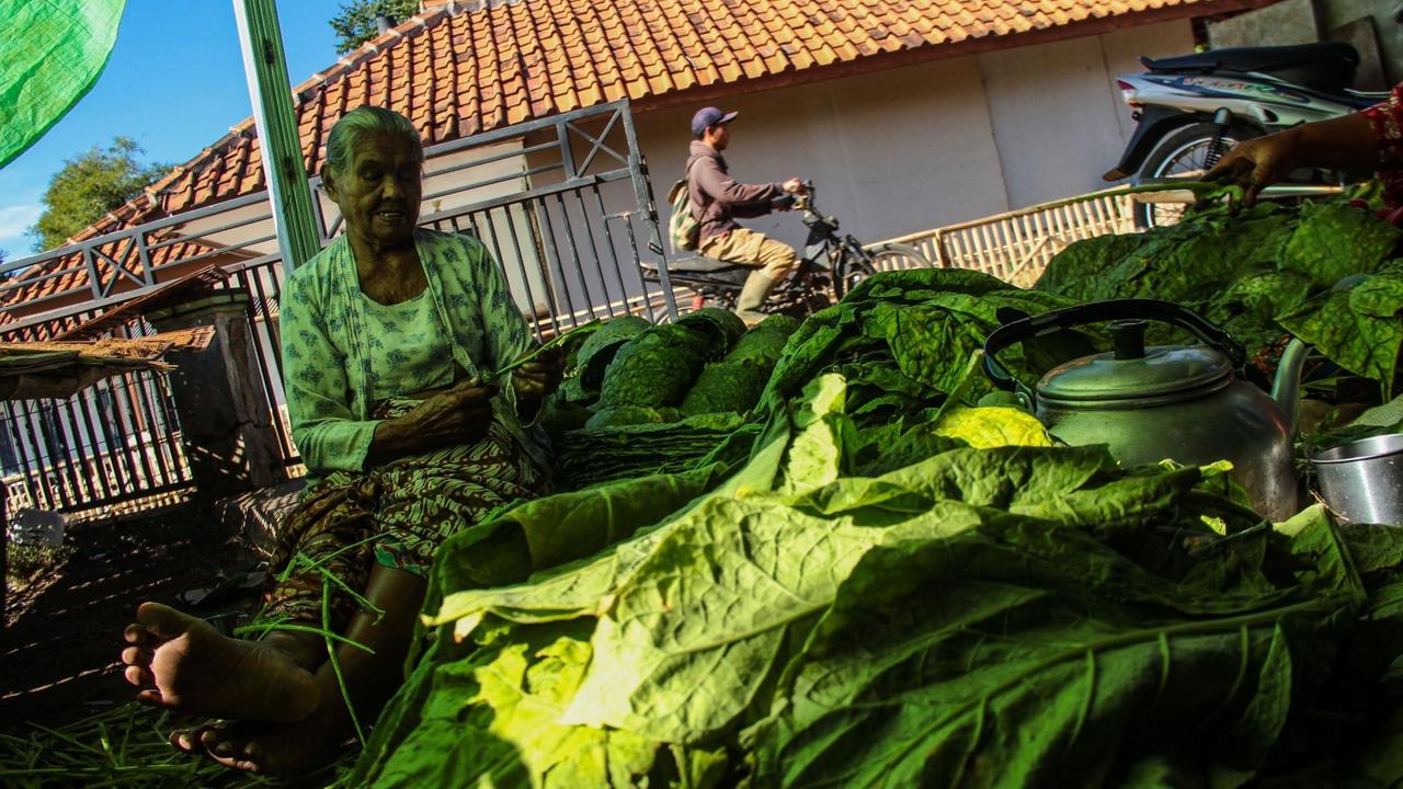 Arbeiterin bei der Tabekernte in Sumedang Regency, Indonesien