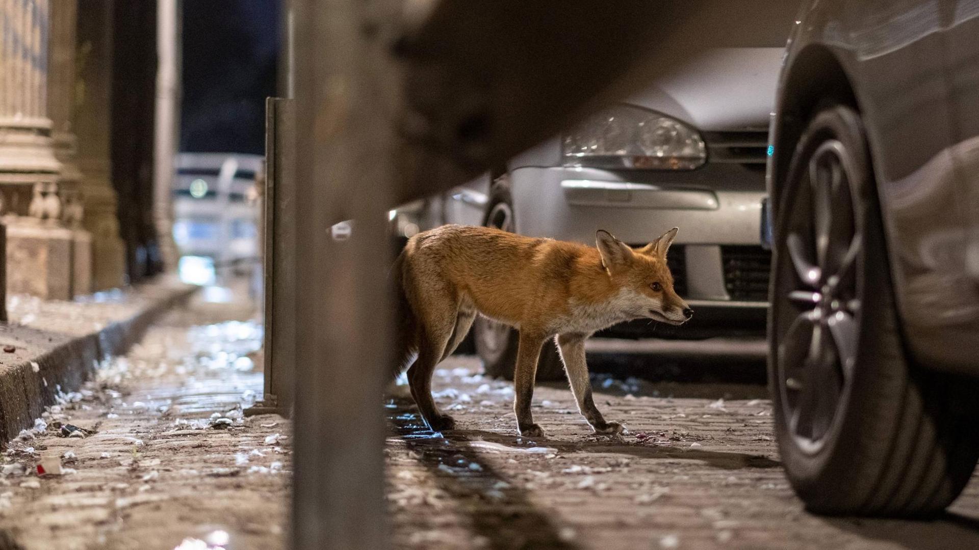 Ein Stadtfuchs im Gleimtunnel in Berlin. Das Tier läuft im Dunkeln zwischen Autos umher. Ein Stadtfuchs im Gleimtunnel in Berlin. Das Tier läuft im Dunkeln zwischen Autos umher.