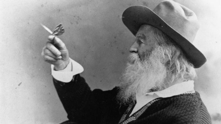 Profilporträt von Walt Whitman, der einen Schmetterling hält. Profilporträt von Walt Whitman, der einen Schmetterling hält.