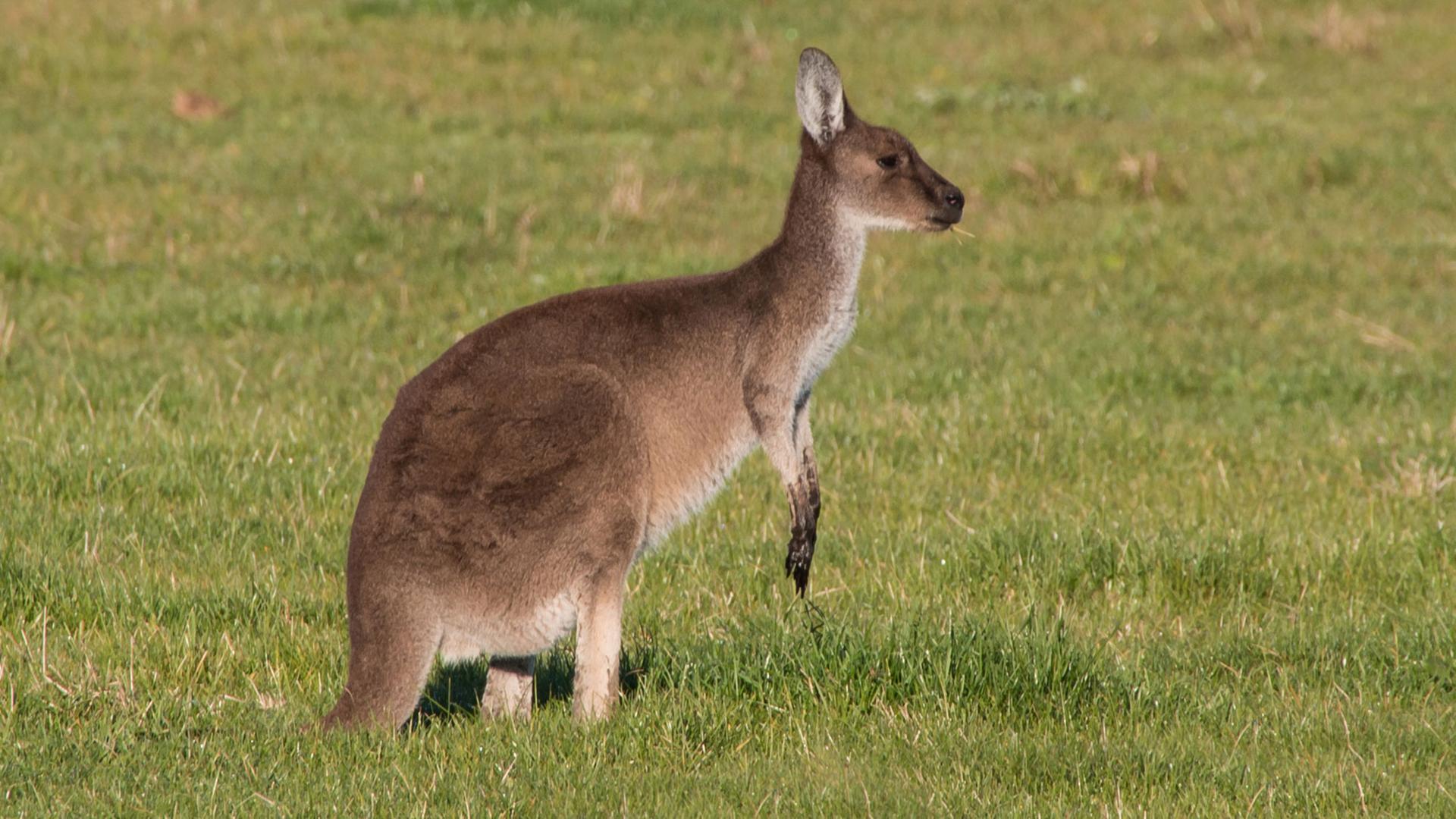 Ein Känguru