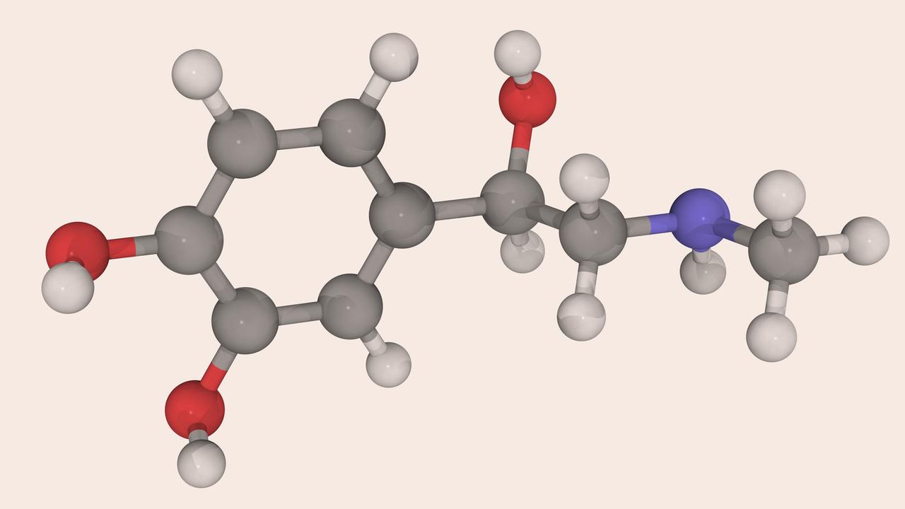 Schematische Moleküldarstellung: Das Hormon Adrenalin (Epinephrin) wird im im Nebennierenmark gebildet. Schematische Moleküldarstellung: Das Hormon Adrenalin (Epinephrin) wird im im Nebennierenmark gebildet.