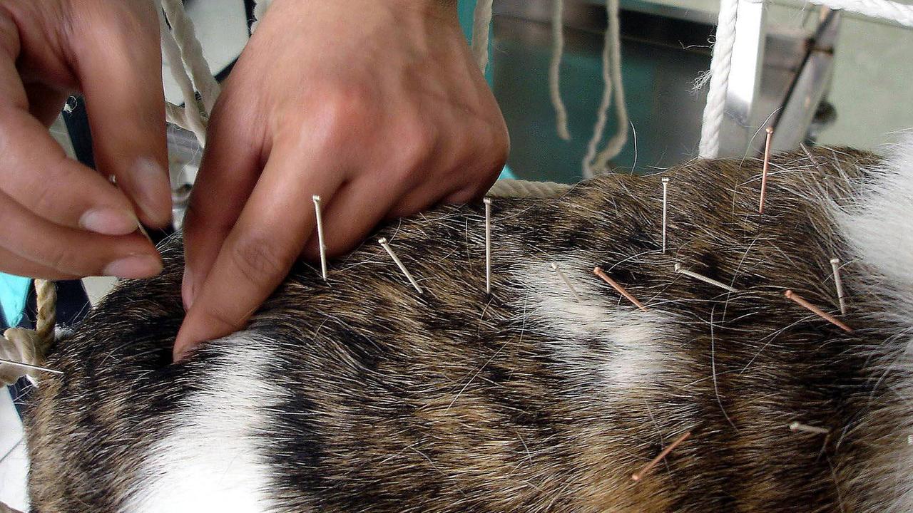 Akupunkturbehandlung bei einem Hund Akupunkturbehandlung bei einem Hund