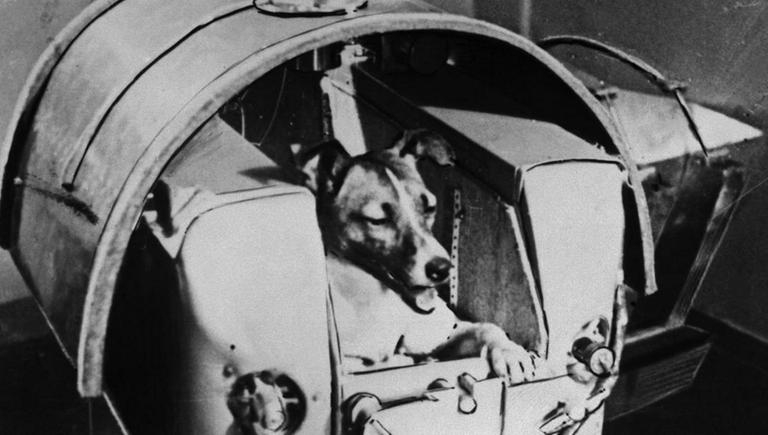 Laika, die berühmte sowjetische Hündin, hat ihren Flug nicht überlebt