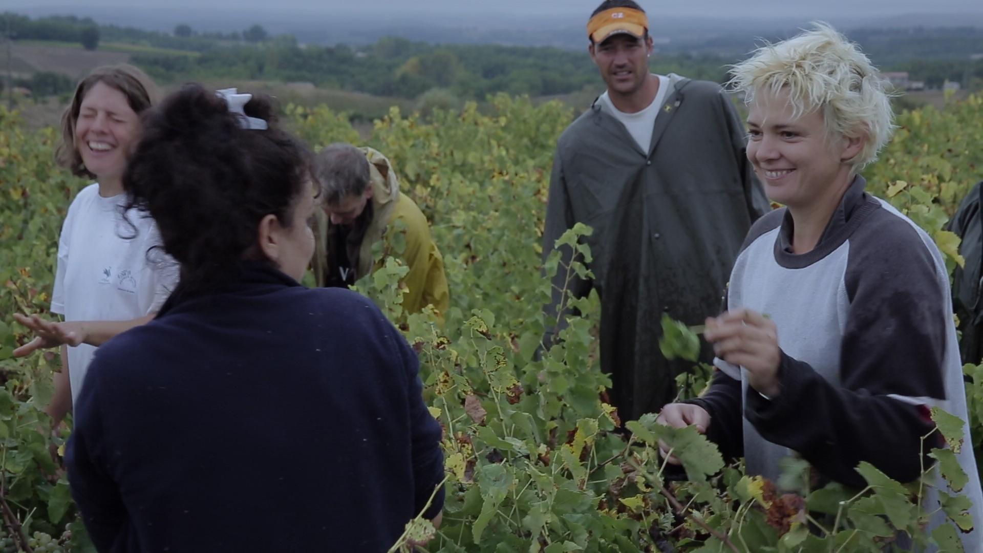 Erntehelfer bei der Weinlese in der Weinregion Galliac östlich von Toulouse. Erntehelfer bei der Weinlese in der Weinregion Galliac östlich von Toulouse.