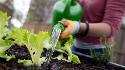 Jemand begießt Salatpflanzen mit Wasser.