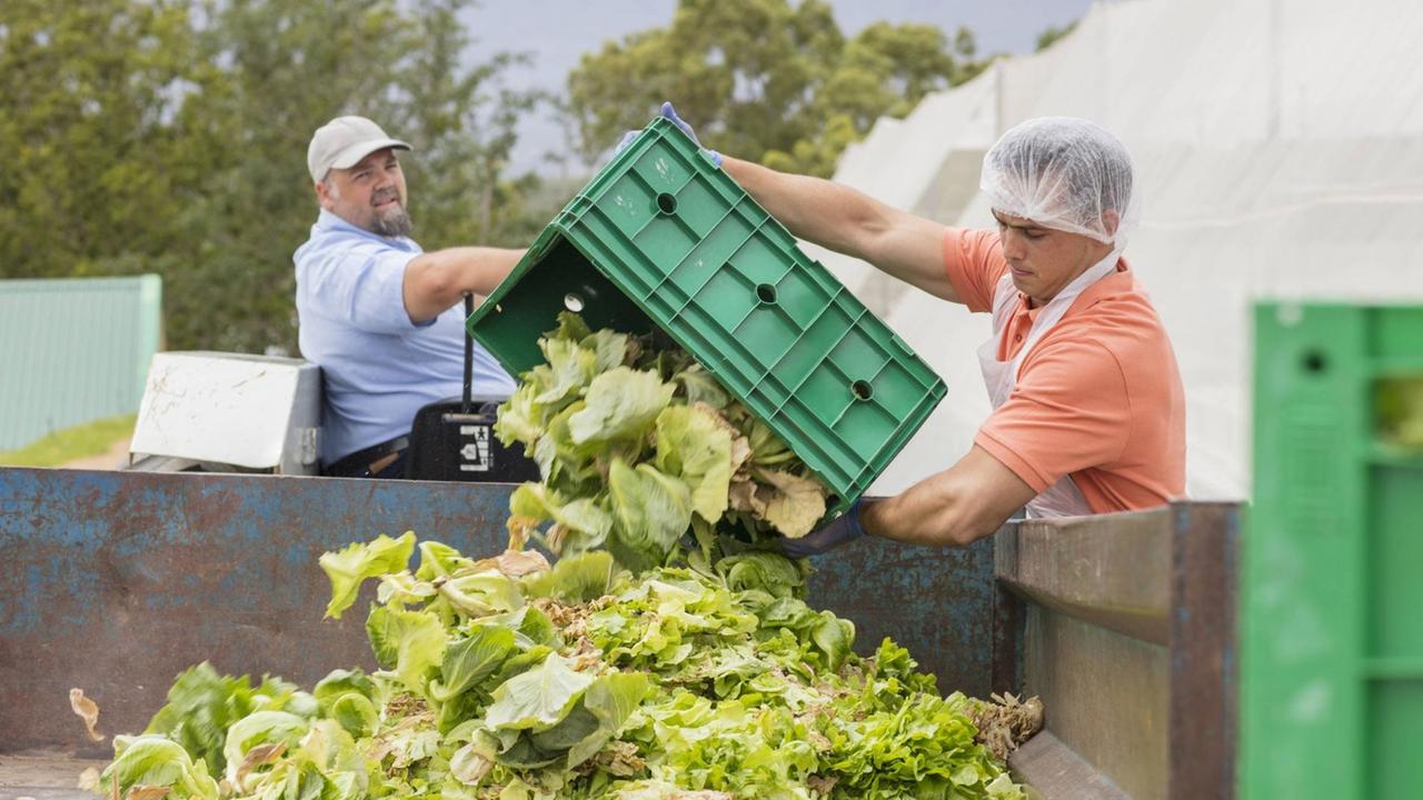 Zwei Männer werfen Salatköpfe in den Abfall. 
