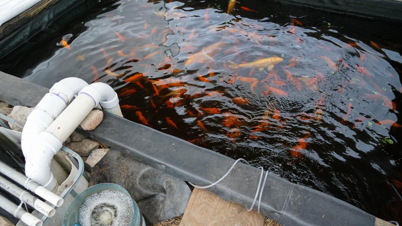 Eine Aquaponics Farm in Brooklyn, New York: Wasser aus einem Fisch-Bassin wird als Dünger für Pflanzen benutzt. Eine Aquaponics Farm in Brooklyn, New York: Wasser aus einem Fisch-Bassin wird als Dünger für Pflanzen benutzt.