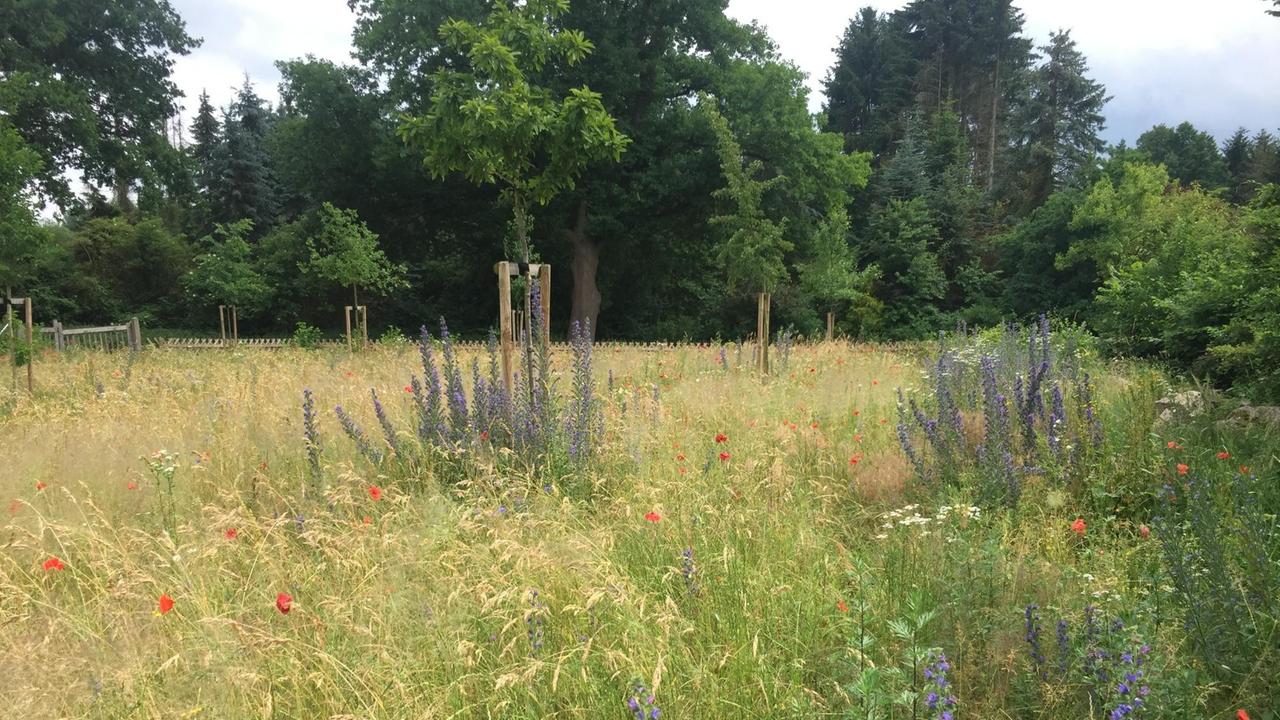 Ein Wiese mit hohen Gräsern und Blumen mit bunten Blüten, im Hintergrund sind einige Bäume zu sehen. Ein Wiese mit hohen Gräsern und Blumen mit bunten Blüten, im Hintergrund sind einige Bäume zu sehen.
