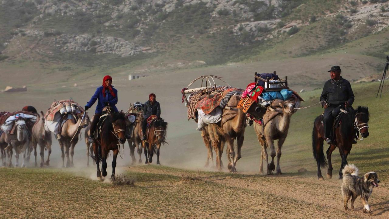 Viehhüter treiben Schafe und Käber über das Grasland im Altai. Viehhüter treiben Schafe und Käber über das Grasland im Altai.