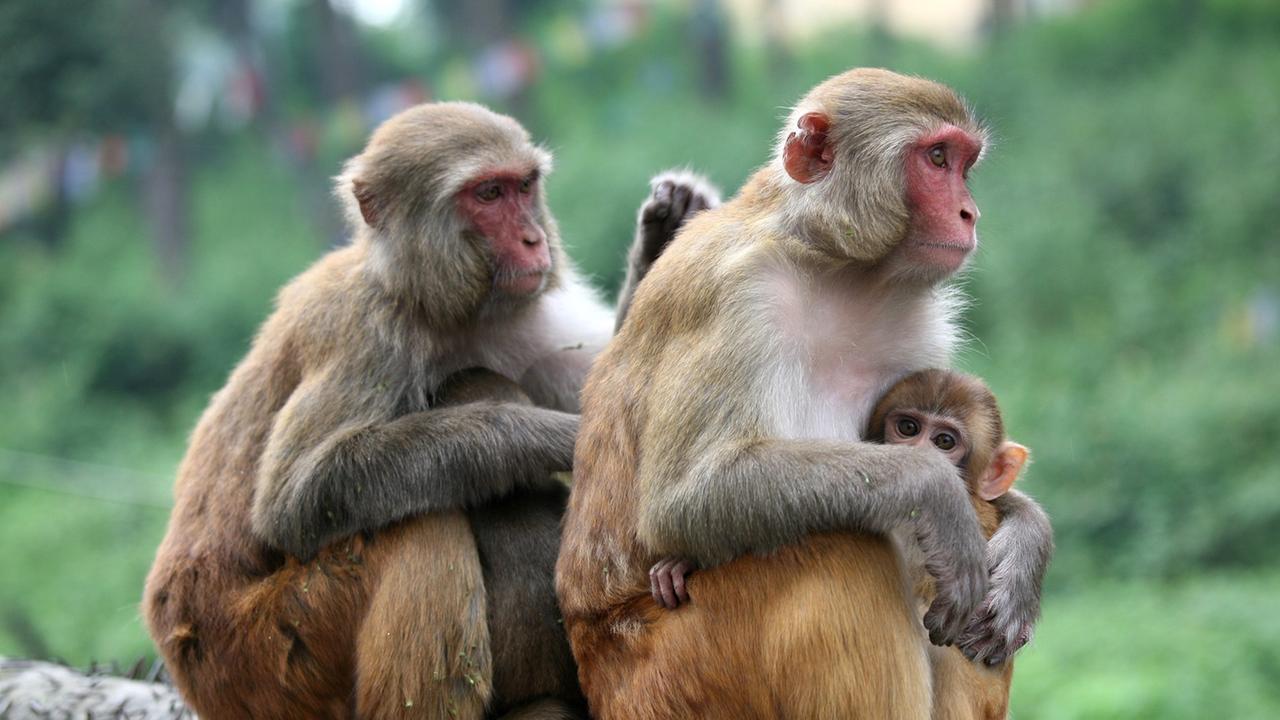 Zwei Rhesusaffen (Macaca mulatta) mit ihren Jungen sitzen auf einer Mauer, wobei sich das eine Tier der Fellpflege des anderen widmet, aufgenommen am 24.09.2007 in Kathmandu, der Hauptstadt von Nepal. Im Hinduismus, der Hauptreligion in Nepal, wird der Rhesusaffe als heiliges Tier verehrt. Zwei Rhesusaffen (Macaca mulatta) mit ihren Jungen sitzen auf einer Mauer, wobei sich das eine Tier der Fellpflege des anderen widmet, aufgenommen am 24.09.2007 in Kathmandu, der Hauptstadt von Nepal. Im Hinduismus, der Hauptreligion in Nepal, wird der Rhesusaffe als heiliges Tier verehrt.