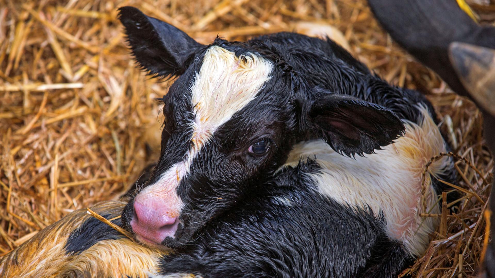 Ein frisch geborenes Kälbchen liegt am 19.05.2015 in der Landwirtschaftsgesellschaft in Zahrensdorf (Mecklenburg-Vorpommern) im Stroh des Muttertierstalls.