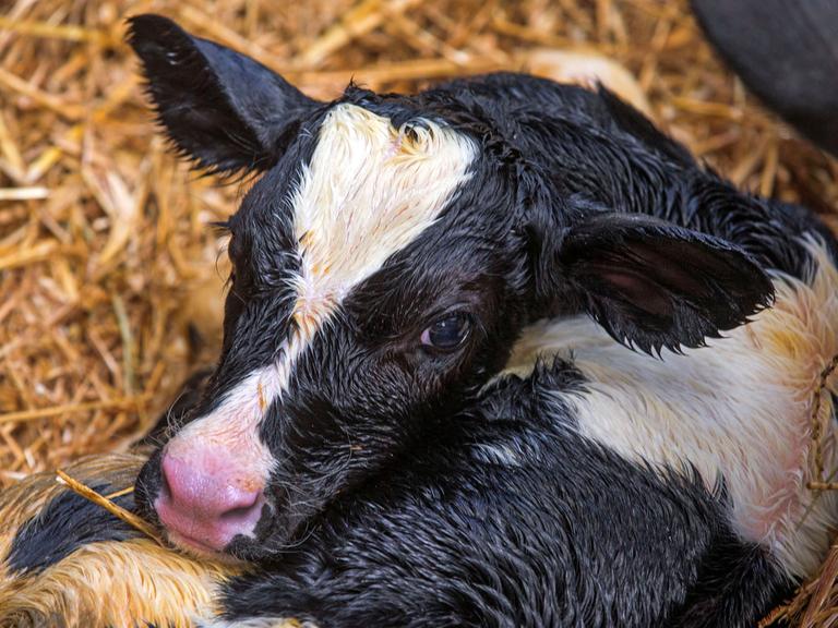 Ein frisch geborenes Kälbchen liegt am 19.05.2015 in der Landwirtschaftsgesellschaft in Zahrensdorf (Mecklenburg-Vorpommern) im Stroh des Muttertierstalls.