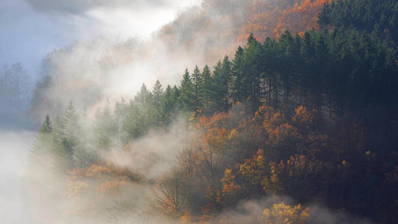 Herbstwald im Morgennebel am Tombeau du Geant, Belgien, Ardennen Herbstwald im Morgennebel am Tombeau du Geant, Belgien, Ardennen