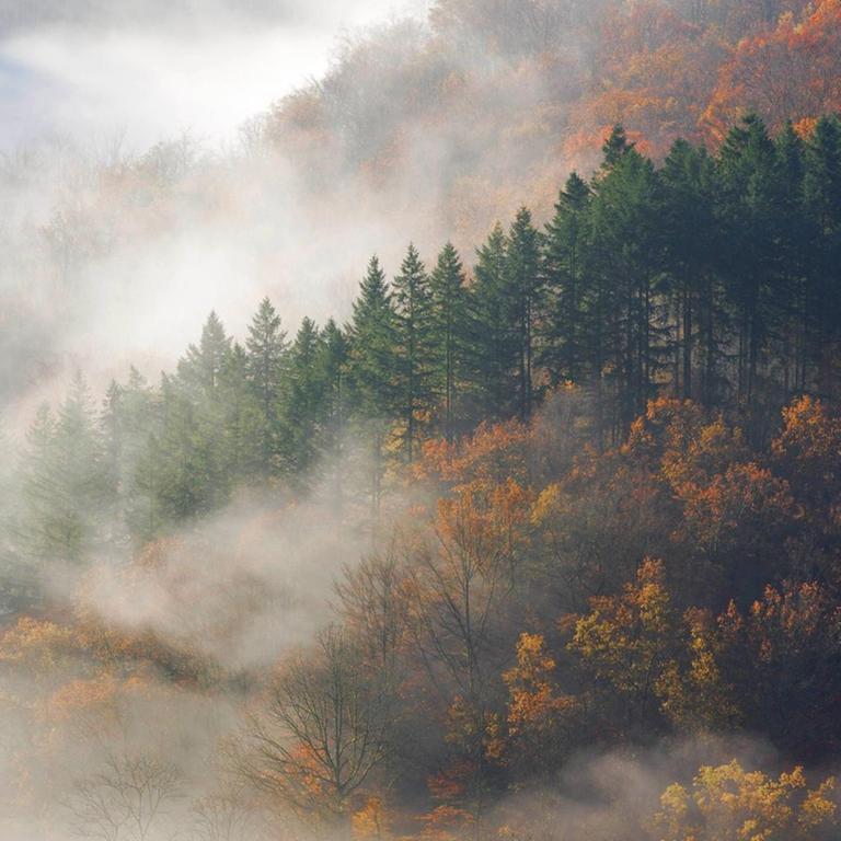 Herbstwald im Morgennebel am Tombeau du Geant, Belgien, Ardennen Herbstwald im Morgennebel am Tombeau du Geant, Belgien, Ardennen