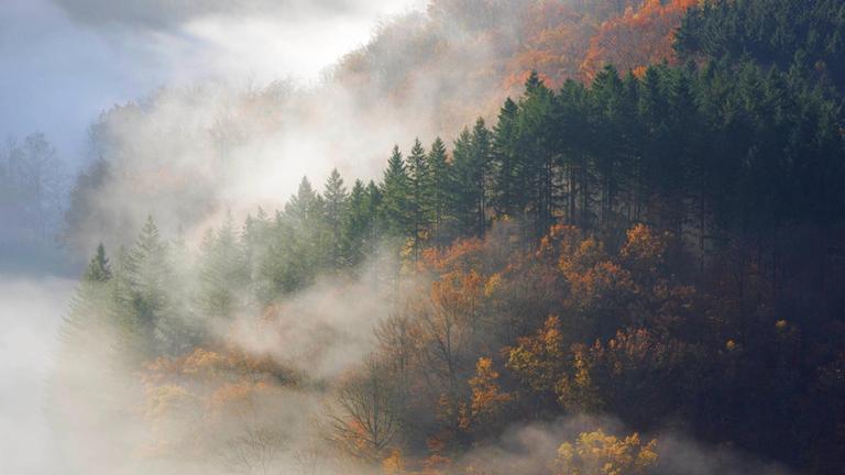 Herbstwald im Morgennebel am Tombeau du Geant, Belgien, Ardennen Herbstwald im Morgennebel am Tombeau du Geant, Belgien, Ardennen