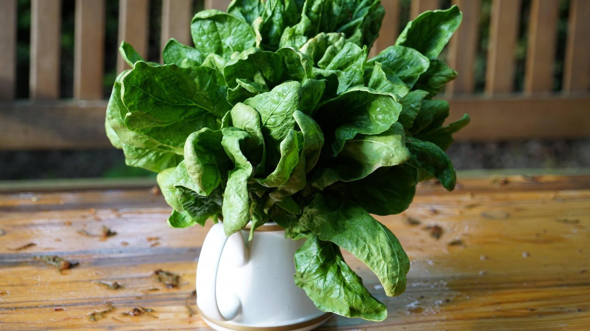 Ein "Strauß" Spinat steht in einer alten Teekanne auf einem Gartentisch. Ein "Strauß" Spinat steht in einer alten Teekanne auf einem Gartentisch.