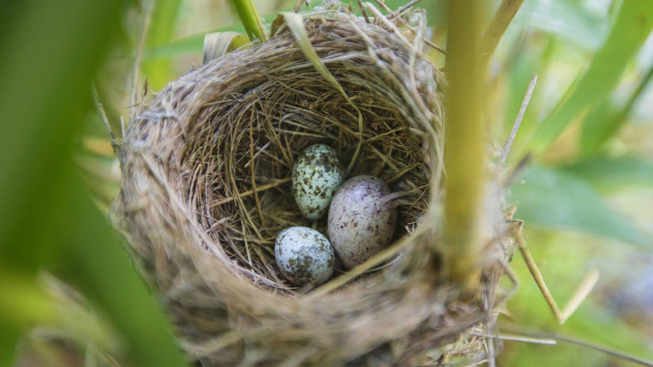 Ein größeres Kuckucksei im Nest eines Teichrohrsängers, Bayern. Ein größeres Kuckucksei im Nest eines Teichrohrsängers, Bayern.