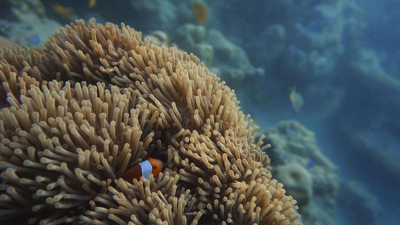 Ein gestreifter bunter Fisch versteckt sich in den langen Armen einer braunen Koralle.