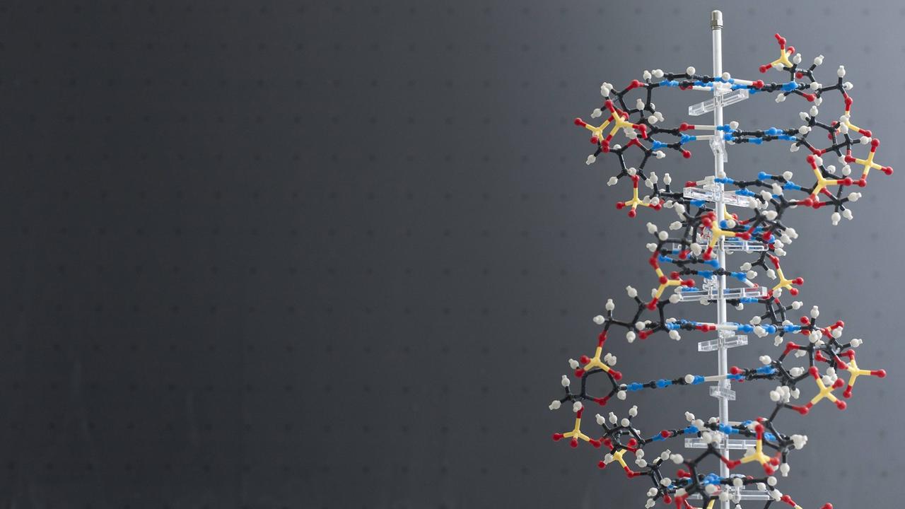 Modell eines DNA-Moleküls Modell eines DNA-Moleküls