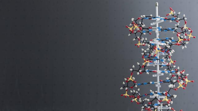 Modell eines DNA-Moleküls