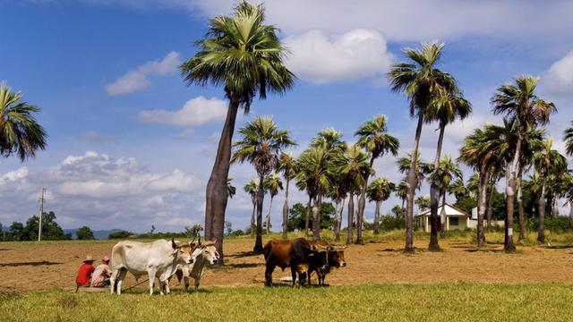 Farbfoto einer Totale von zwei kubanischen Bauern, die Pause machen, ihre traditionellen Ochsengespanne warten auf dem Feld unter Palmenbäumen
