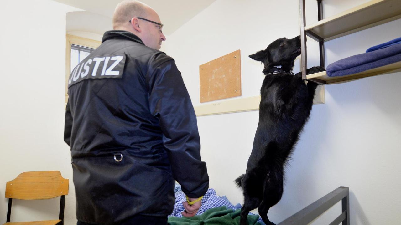 Ein Diensthundeführer lässt einen Hund eine Gefängniszelle in der JVA in Halle absuchen 