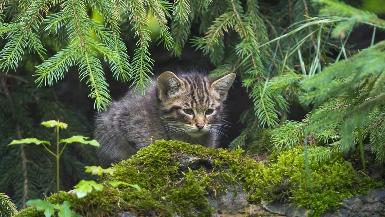 Europaeische Wildkatze (Felis silvestris silvestris), Kaetzchen schaut hinter einem Baumstumpf hervor, Deutschland Europaeische Wildkatze (Felis silvestris silvestris), Kaetzchen schaut hinter einem Baumstumpf hervor, Deutschland