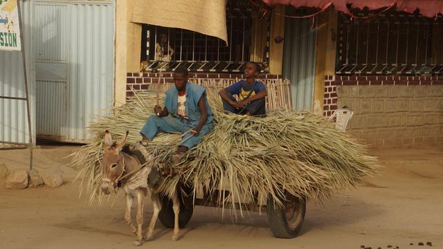 Jugendliche auf dem Land in Eritrea sitzen auf einem Karren mit Stroh, vor den ein Esel gespannt ist.
