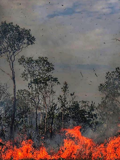 Im brasilianischen Regenwald brennt es.
