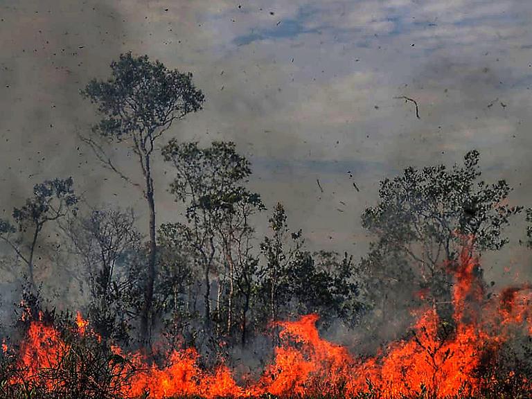 Im brasilianischen Regenwald brennt es.