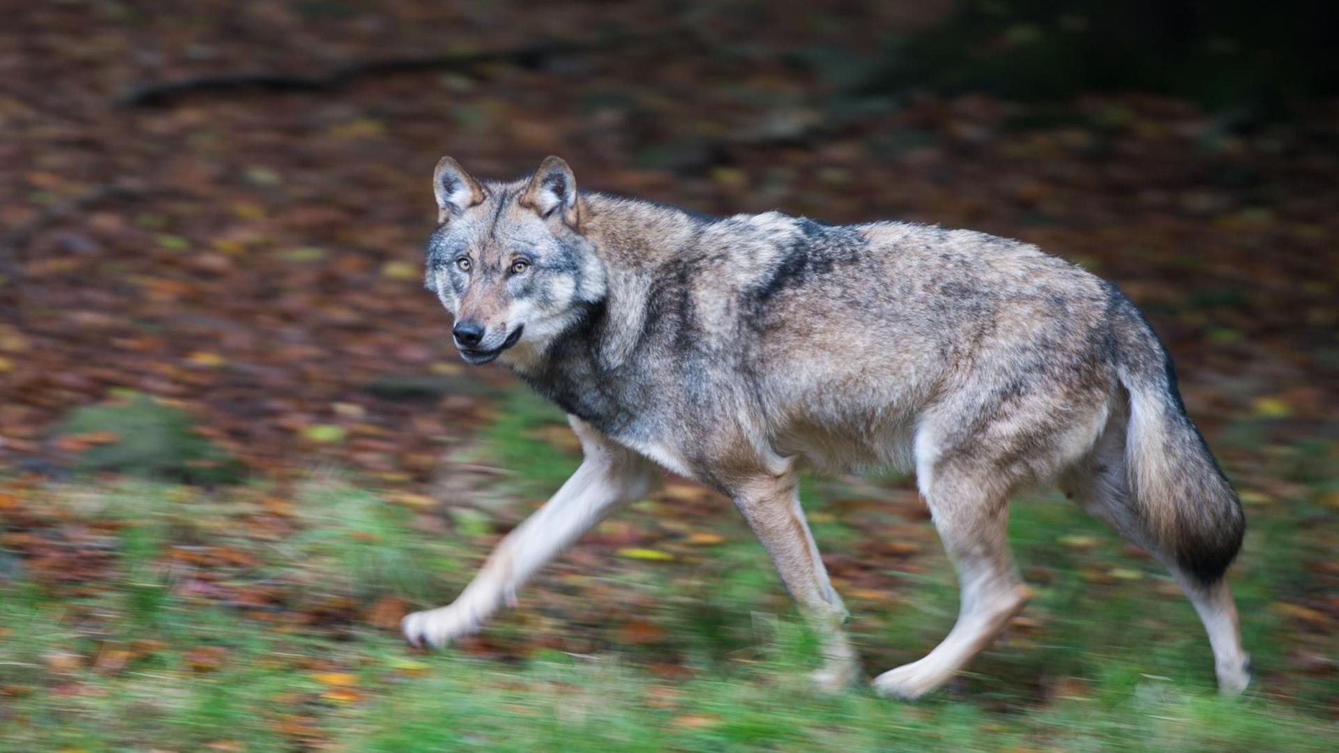 Ein Wolf läuft durch ein Gehege in einem Wildpark in Niedersachsen. Ein Wolf läuft durch ein Gehege in einem Wildpark in Niedersachsen.