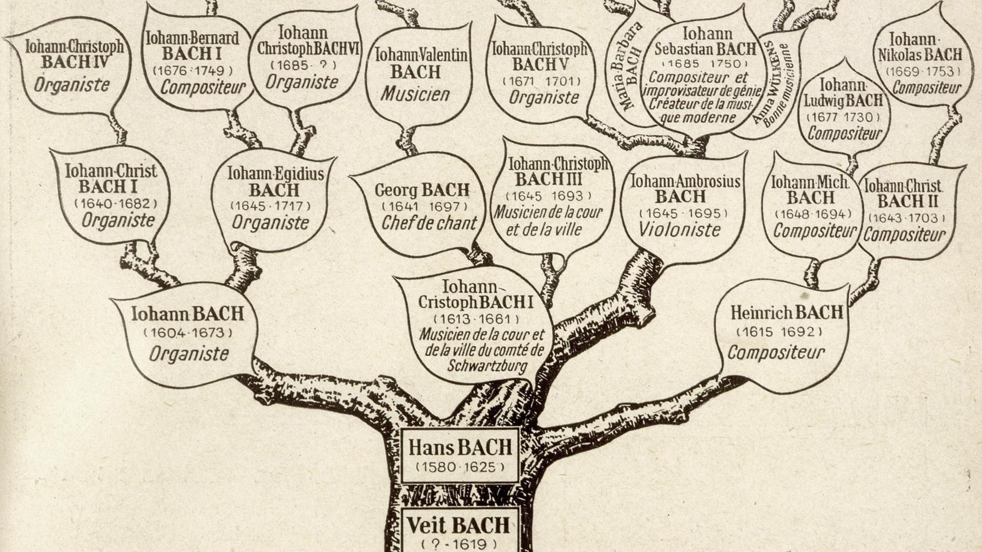 Anhand eines Stammbaumes wird deutlich, welcher Nachkomme einen Musikerberuf ergriffen hat. Anhand eines Stammbaumes wird deutlich, welcher Nachkomme einen Musikerberuf ergriffen hat.