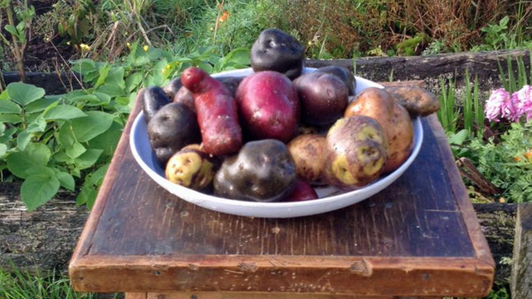 Bunte Kartoffeln von der Insel Chiloé Bunte Kartoffeln von der Insel Chiloé