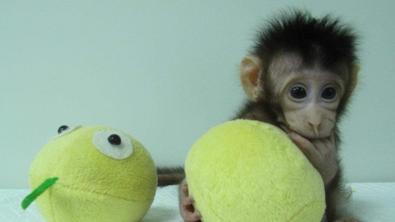 Das undatierte Bild zeigt in Shanghai Hua Hua, einer der ersten zwei Affen, die nach Dolly-Methode geklont wurden. Das undatierte Bild zeigt in Shanghai Hua Hua, einer der ersten zwei Affen, die nach Dolly-Methode geklont wurden.